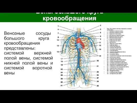 Венозные сосуды большого круга кровообращения представлены: системой верхней полой вены, системой