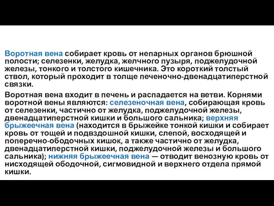 Воротная вена собирает кровь от непарных органов брюшной полости; селезенки, желудка,