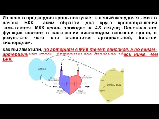 Из левого предсердия кровь поступает в левый желудочек - место начала