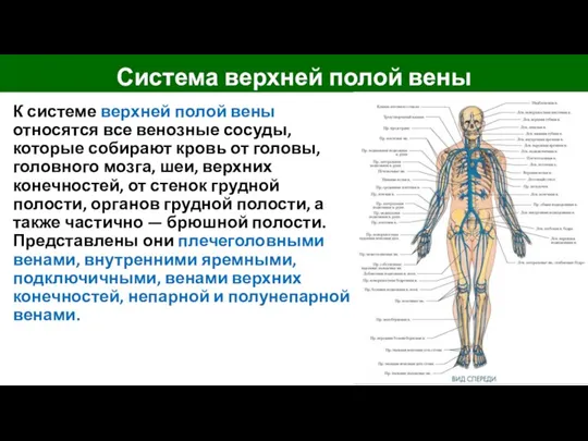 К системе верхней полой вены относятся все венозные сосуды, которые собирают