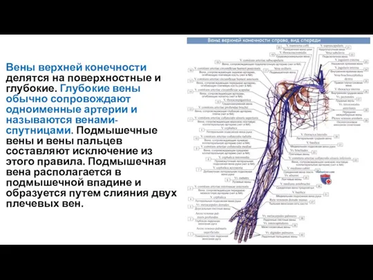 Вены верхней конечности делятся на поверхностные и глубокие. Глубокие вены обычно