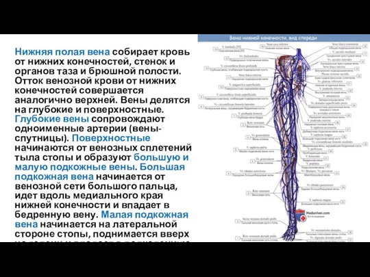 Нижняя полая вена собирает кровь от нижних конечностей, стенок и органов