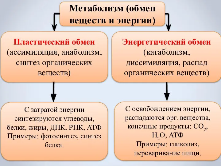 Метаболизм (обмен веществ и энергии) Пластический обмен (ассимиляция, анаболизм, синтез органических