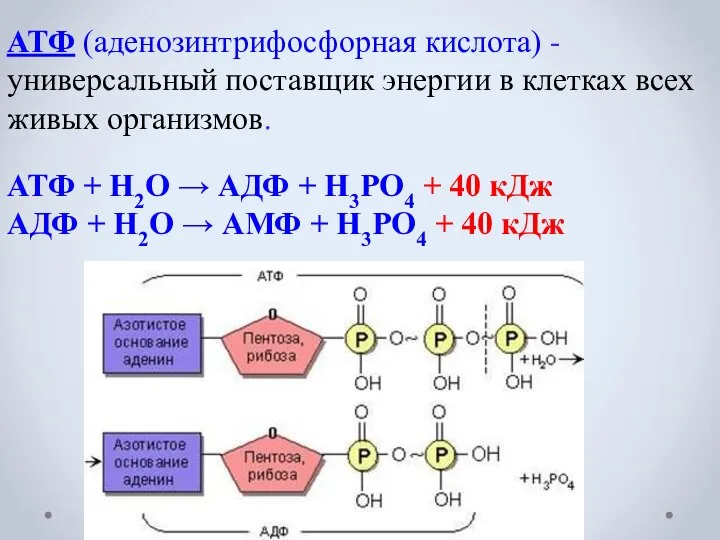 АТФ (аденозинтрифосфорная кислота) - универсальный поставщик энергии в клетках всех живых