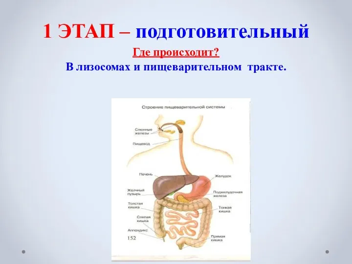 1 ЭТАП – подготовительный Где происходит? В лизосомах и пищеварительном тракте.