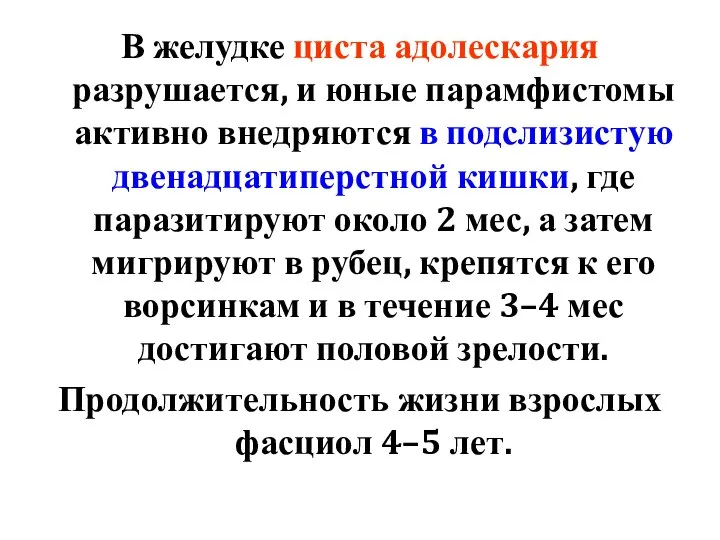 В желудке циста адолескария разрушается, и юные парамфистомы активно внедряются в