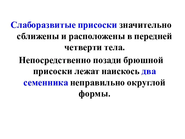 Слаборазвитые присоски значительно сближены и расположены в передней четверти тела. Непосредственно