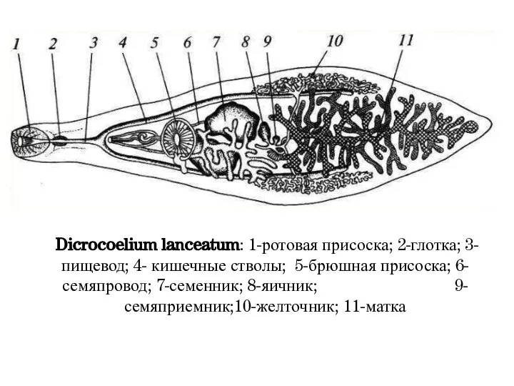 Dicrocoelium lanceatum: 1-ротовая присоска; 2-глотка; 3-пищевод; 4- кишечные стволы; 5-брюшная присоска;