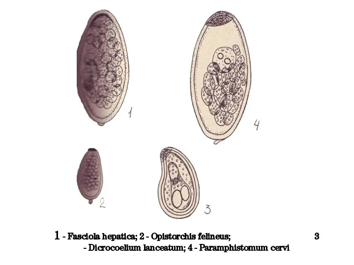 1 - Fasciola hepatica; 2 - Opistorchis felineus; 3 - Dicrocoelium lanceatum; 4 - Paramphistomum cervi