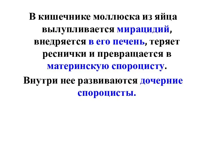 В кишечнике моллюска из яйца вылупливается мирацидий, внедряется в его печень,