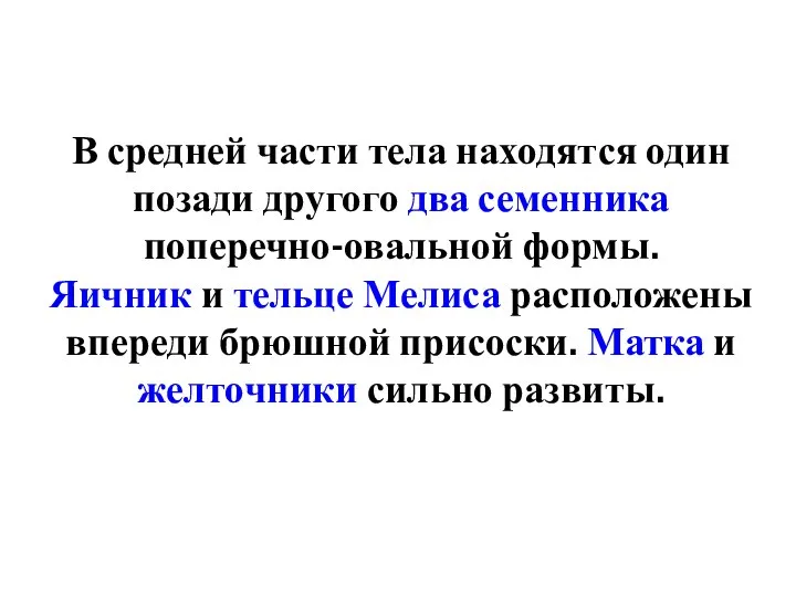 В средней части тела находятся один позади другого два семенника поперечно-овальной