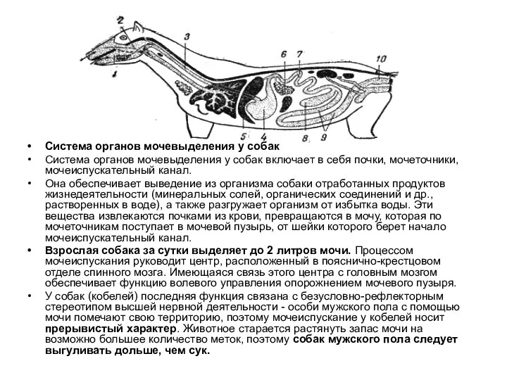 Система органов мочевыделения у собак Система органов мочевыделения у собак включает
