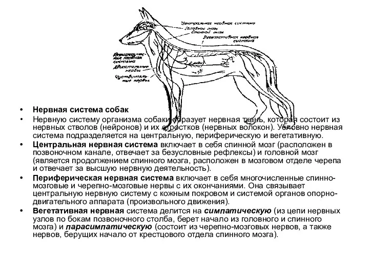 Нервная система собак Нервную систему организма собаки образует нервная ткань, которая