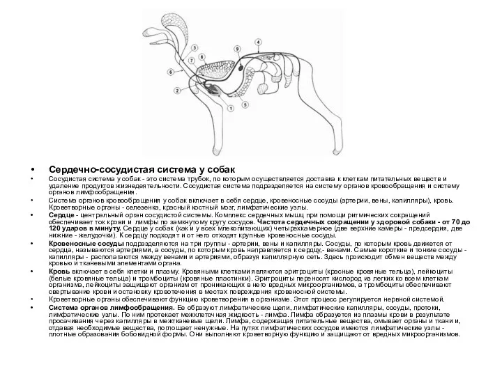 Сердечно-сосудистая система у собак Сосудистая система у собак - это система
