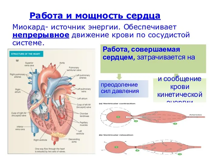 Работа и мощность сердца Миокард- источник энергии. Обеспечивает непрерывное движение крови