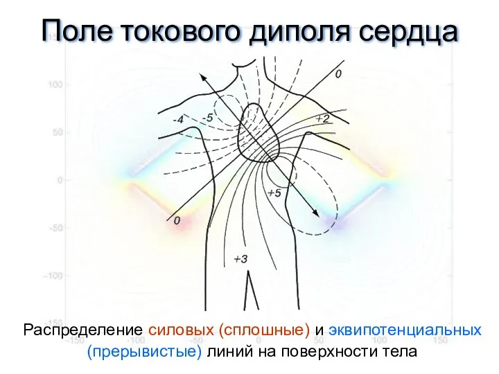 Поле токового диполя сердца Распределение силовых (сплошные) и эквипотенциальных (прерывистые) линий на поверхности тела