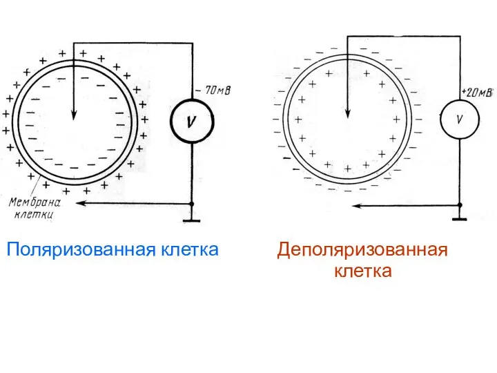 Поляризованная клетка Деполяризованная клетка