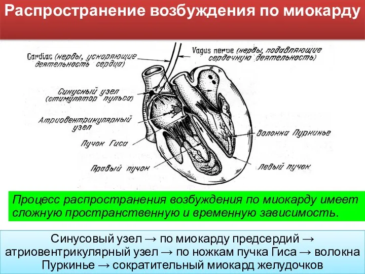 Распространение возбуждения по миокарду Процесс распространения возбуждения по миокарду имеет сложную