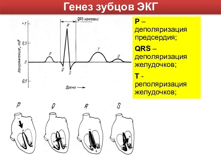 Генез зубцов ЭКГ Р – деполяризация предсердия; QRS – деполяризация желудочков; T - реполяризация желудочков;