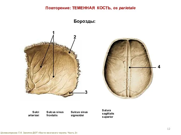 Повторение: ТЕМЕННАЯ КОСТЬ, os parietale Борозды: 1 2 3 4 Sulci