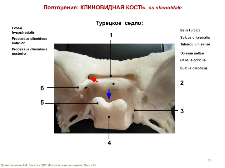 Повторение: КЛИНОВИДНАЯ КОСТЬ, os shenoidale Турецкое седло: Sella turcica Sulcus chiasmatis