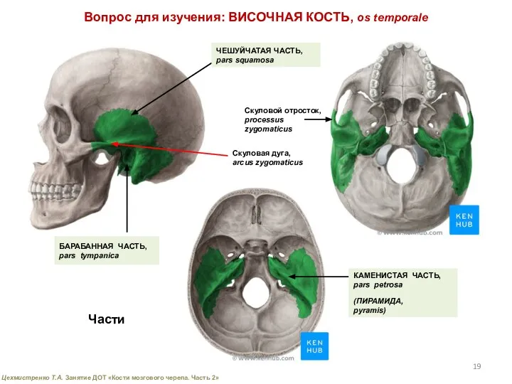 Вопрос для изучения: ВИСОЧНАЯ КОСТЬ, os temporale ЧЕШУЙЧАТАЯ ЧАСТЬ, pars squamosa