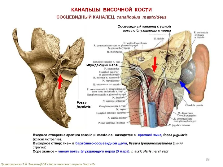 КАНАЛЬЦЫ ВИСОЧНОЙ КОСТИ СОСЦЕВИДНЫЙ КАНАЛЕЦ, canaliсulus mastoideus Входное отверстие apertura canaliculi