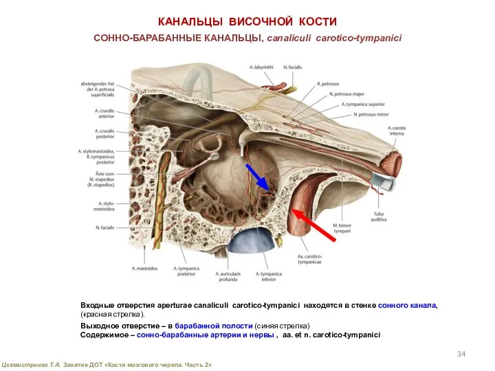 КАНАЛЬЦЫ ВИСОЧНОЙ КОСТИ СОННО-БАРАБАННЫЕ КАНАЛЬЦЫ, canaliсuli carotico-tympaniсi Входные отверстия aperturae canaliculi