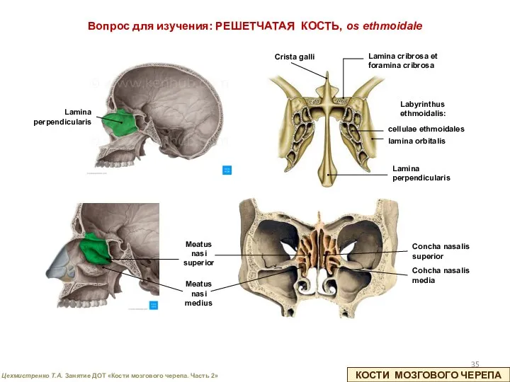 КОСТИ МОЗГОВОГО ЧЕРЕПА Вопрос для изучения: РЕШЕТЧАТАЯ КОСТЬ, os ethmoidale Lamina