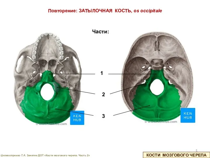 Повторение: ЗАТЫЛОЧНАЯ КОСТЬ, os occipitale КОСТИ МОЗГОВОГО ЧЕРЕПА 1 2 3