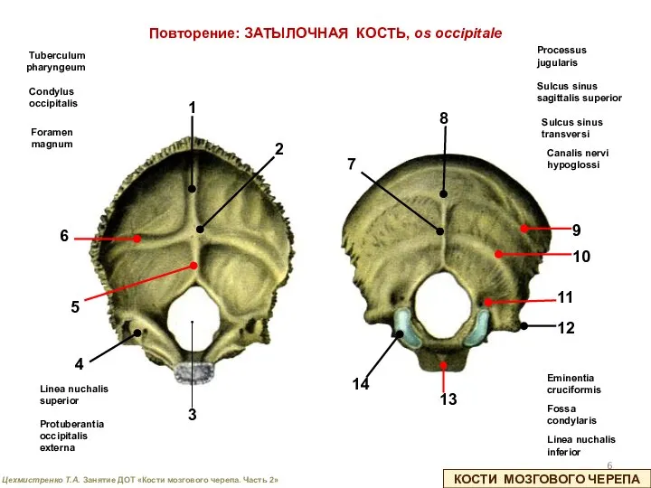 КОСТИ МОЗГОВОГО ЧЕРЕПА Sulcus sinus sagittalis superior Sulcus sinus transversi Canalis