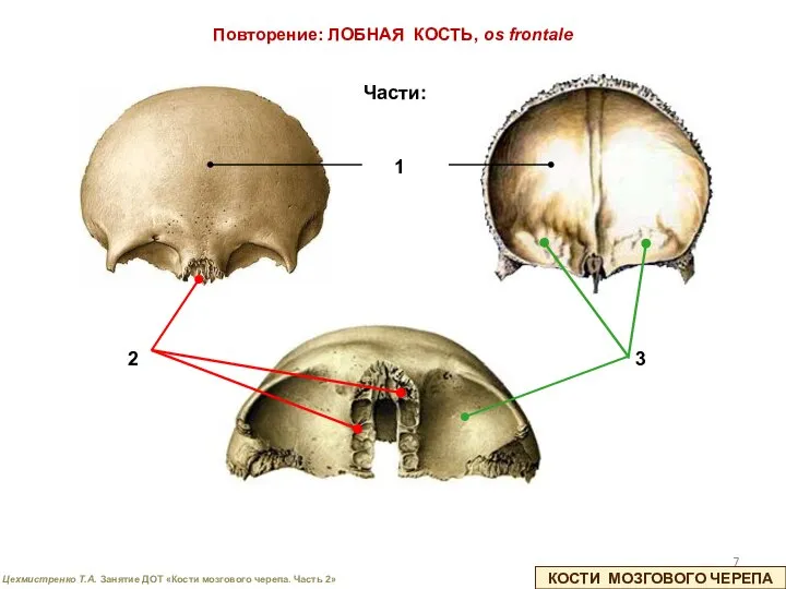 КОСТИ МОЗГОВОГО ЧЕРЕПА Повторение: ЛОБНАЯ КОСТЬ, os frontale Части: 1 2