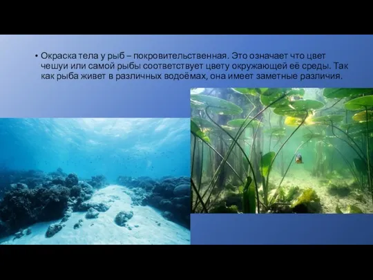 Окраска тела у рыб – покровительственная. Это означает что цвет чешуи