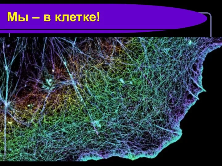 Мы – в клетке!