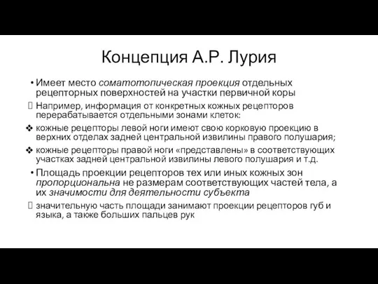 Концепция А.Р. Лурия Имеет место соматотопическая проекция отдельных рецепторных поверхностей на