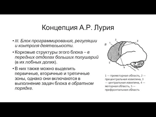 Концепция А.Р. Лурия III. Блок программирования, регуляции и контроля деятельности. Корковые