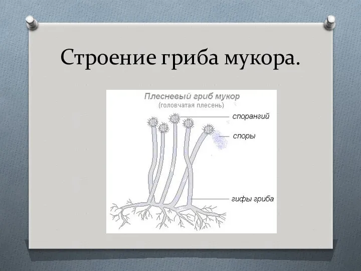 Строение гриба мукора.