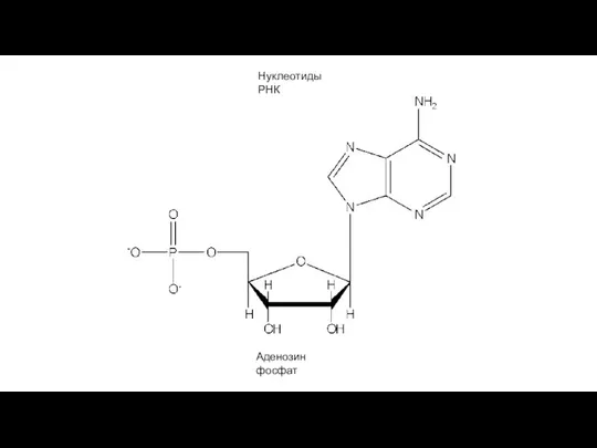 Нуклеотиды РНК Аденозин фосфат