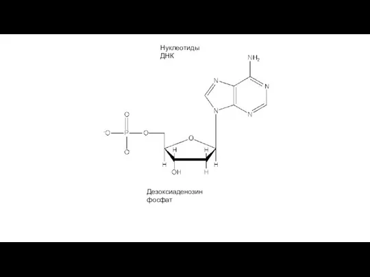Нуклеотиды ДНК Дезоксиаденозин фосфат