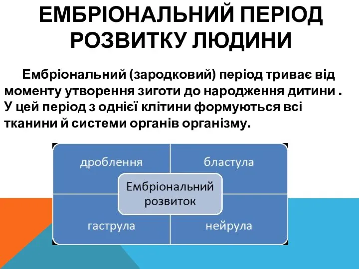 ЕМБРІОНАЛЬНИЙ ПЕРІОД РОЗВИТКУ ЛЮДИНИ Ембріональний (зародковий) період триває від моменту утворення