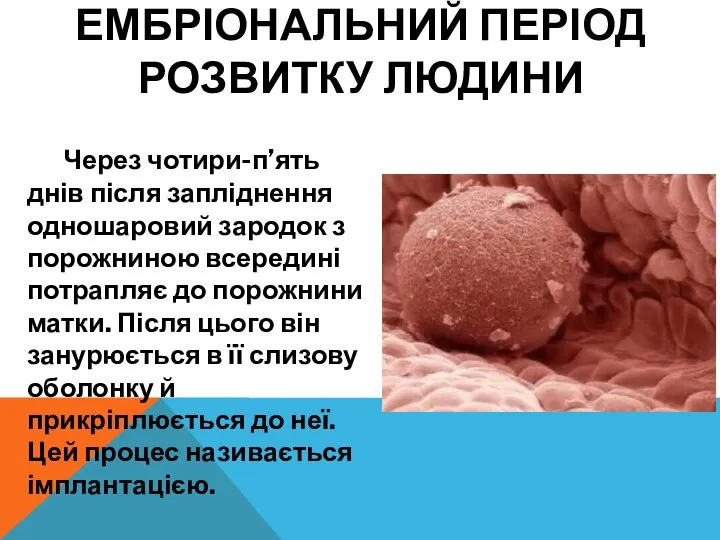 Через чотири-п’ять днів після запліднення одношаровий зародок з порожниною всередині потрапляє