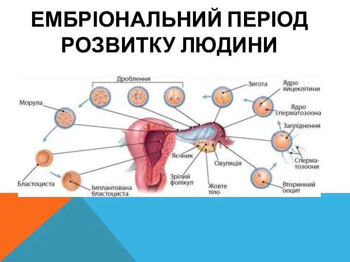 ЕМБРІОНАЛЬНИЙ ПЕРІОД РОЗВИТКУ ЛЮДИНИ