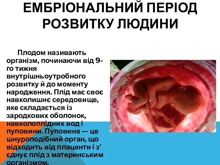 Плодом називають організм, починаючи від 9-го тижня внутрішньоутробного розвитку й до