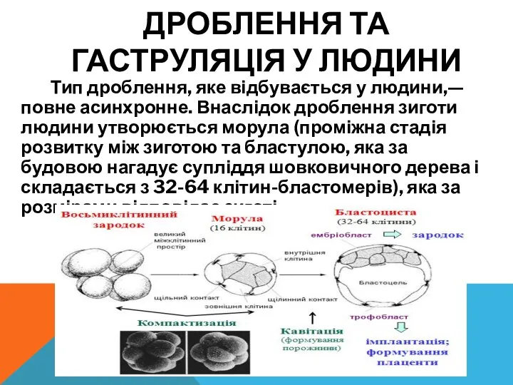 ДРОБЛЕННЯ ТА ГАСТРУЛЯЦІЯ У ЛЮДИНИ Тип дроблення, яке відбувається у людини,—