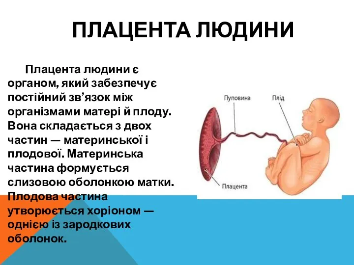 ПЛАЦЕНТА ЛЮДИНИ Плацента людини є органом, який забезпечує постійний зв’язок між