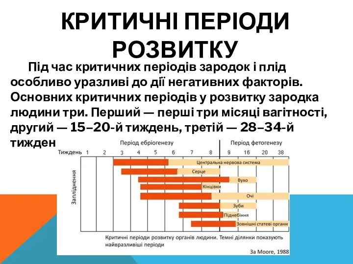 КРИТИЧНІ ПЕРІОДИ РОЗВИТКУ Під час критичних періодів зародок і плід особливо