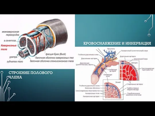 КРОВОСНАБЖЕНИЕ И ИННЕРВАЦИЯ СТРОЕНИЕ ПОЛОВОГО ЧЛЕНА