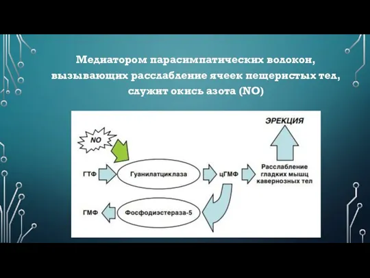 Медиатором парасимпатических волокон, вызывающих расслабление ячеек пещеристых тел, служит окись азота (NO)