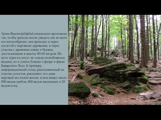 Тропа Baumwipfelpfad специально проложена так, чтобы зрители могли увидеть лес во