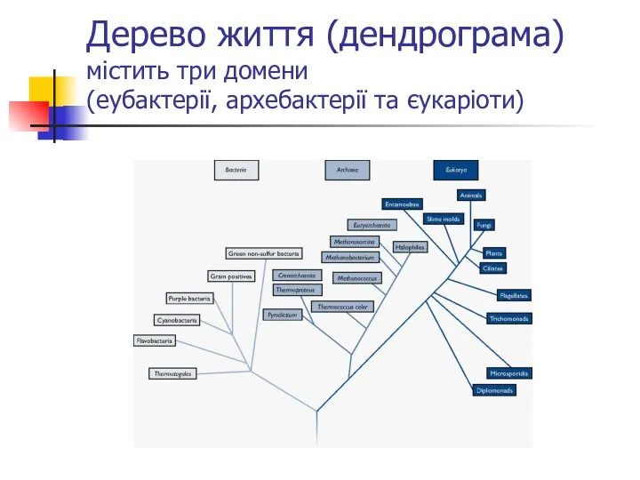 Дерево життя (дендрограма) містить три домени (еубактерії, архебактерії та єукаріоти)